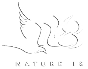 Nature-18.png